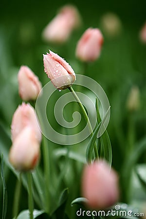 Pink tulip Stock Photo