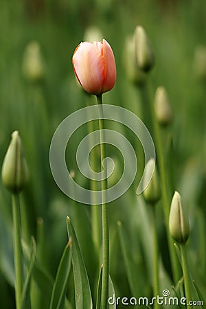 Pink tulip Stock Photo