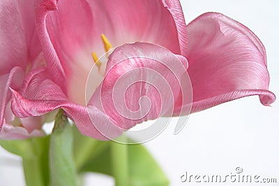 Pink tulip Stock Photo