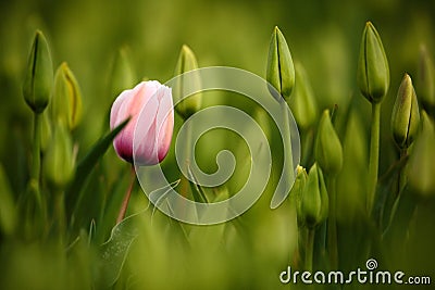 Pink tulip bloom, red beautiful tulips field in spring time with sunlight, floral background, garden scene, Holland, Netherlands Stock Photo