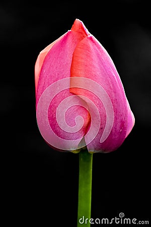 Pink Tulip Bud with Black Background Stock Photo