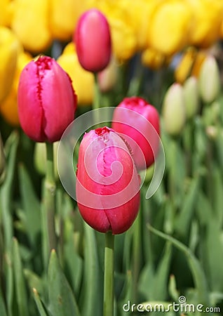 Pink Tulip Buds Stock Photo