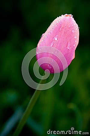 Pink tulip Stock Photo