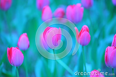 Pink tulip details Stock Photo