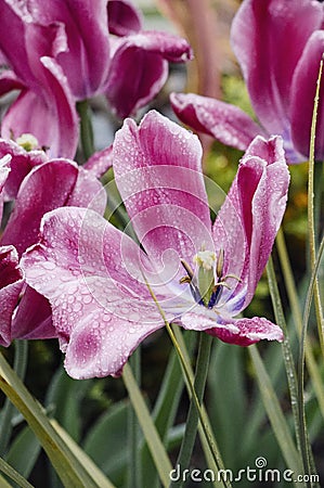 Pink tulip Stock Photo