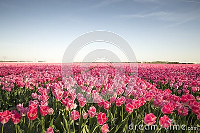 Pink tulip field II Stock Photo