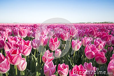 Pink tulip field I Stock Photo