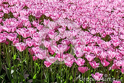 Pink tulip field Stock Photo