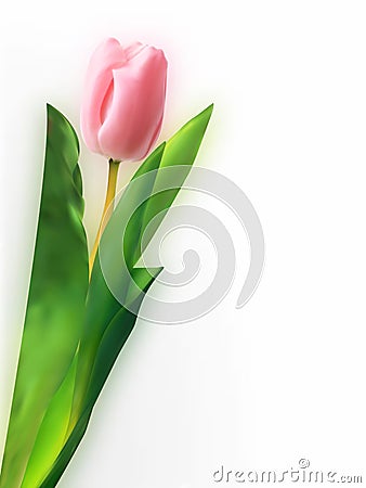 Pink tulip flower. Vector Illustration