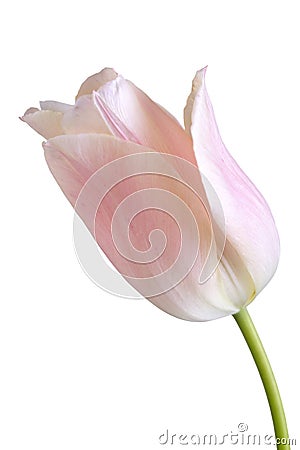 Pink tulip flower Stock Photo