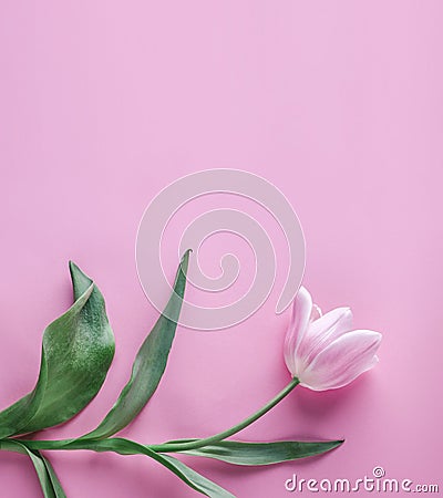 Pink tulip flower on pink background. Waiting for spring. Card for Mothers day, 8 March, Happy Easter. Greeting card Stock Photo