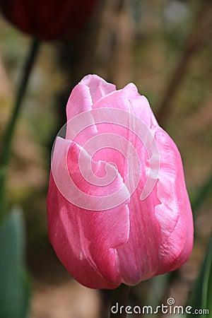 Pink tulip flower - close up of flower - geophyte Stock Photo