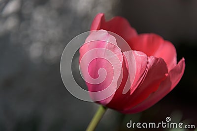 Pink tulip flower closeup Stock Photo