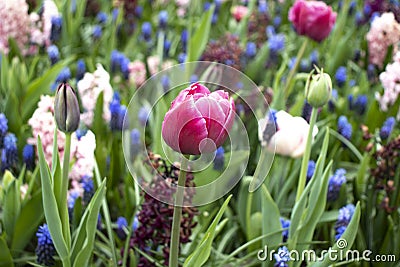 Pink tulip on the flower field Stock Photo