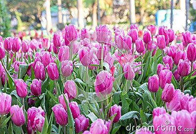 Pink tulip flower fields blooming Stock Photo