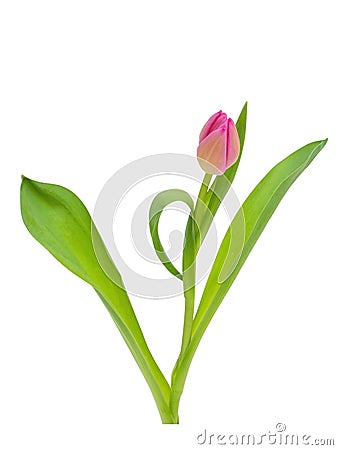 Pink Tulip flower with green leaves isolated on white background Stock Photo