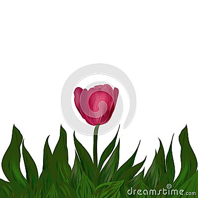 Pink Tulip flower in green leaves Vector Illustration