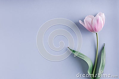 Pink tulip flower on light blue background. Greeting card or wedding invitation. Stock Photo