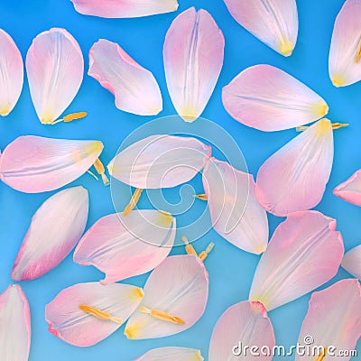 Pink Tulip Flower Petal Abstract Background Stock Photo