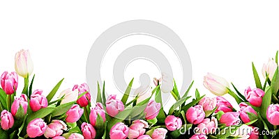 Pink tulip flowers border Stock Photo