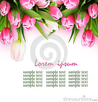 Pink tulip flowers border Stock Photo