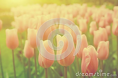 Pink tulip flowers in the garden on sunny day in spring Stock Photo