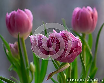 Pink Tulip flowers with green leaves and stem. Close-up. Stock Photo