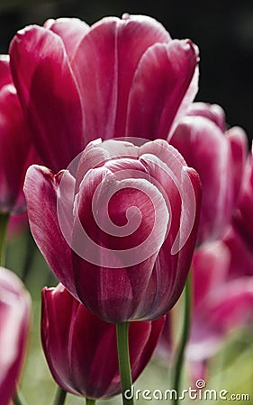 Pink tulip in the garden Stock Photo