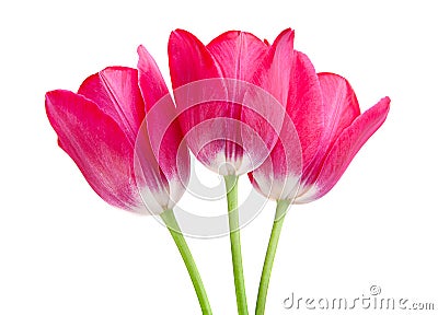 Pink tulip isolated Stock Photo