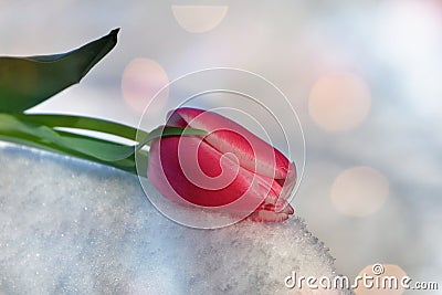 Pink tulip lies in the snow Tulipa with light reflexion ions Stock Photo
