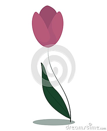 pink tulip on a long, slender stem with one leaf Vector Illustration