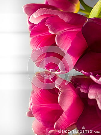 Pink tulip with mirrored reflection Stock Photo