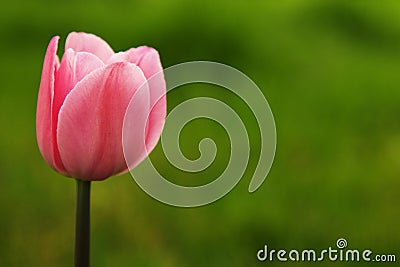 Pink Tulip Stock Photo