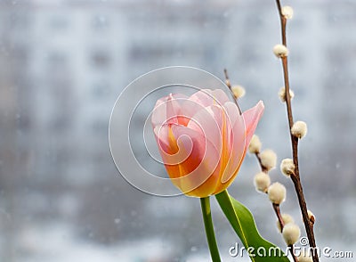 Pink tulip and willow branches on blurred urban background Stock Photo