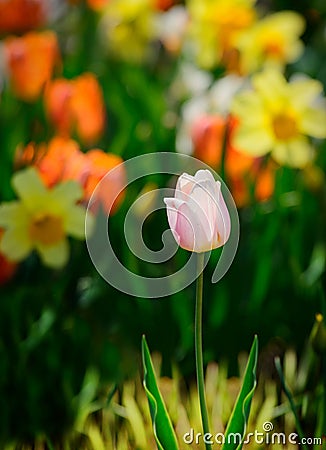 Pink Tulip in a Spring Garden Stock Photo