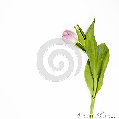 Pink tulip on white background for special ocasion Stock Photo