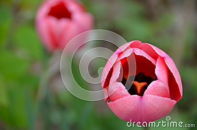 Pink Tulip buds start to unfold Stock Photo