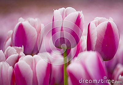 Pink tulips Stock Photo