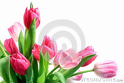 Pink Tulips Stock Photo