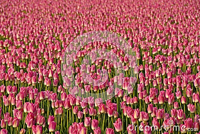 Pink Tulips Stock Photo