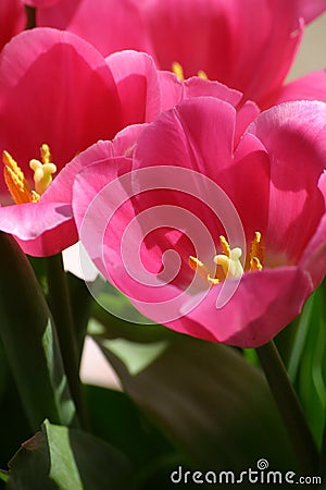 Pink tulips Stock Photo