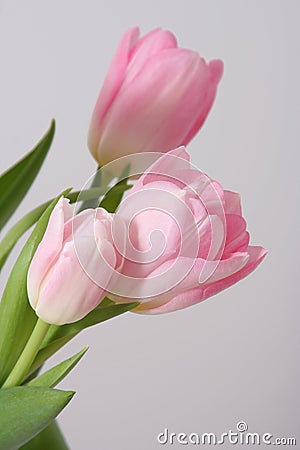 Pink tulips Stock Photo