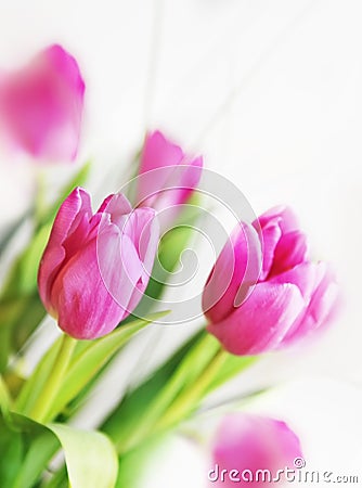 Pink tulips Stock Photo