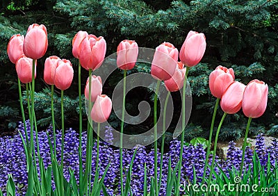 Pink Tulips and Ajuga Flowers Stock Photo