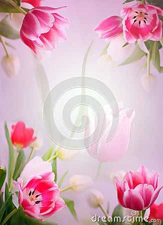 Pink tulips background Stock Photo