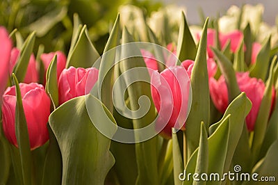 pink tulips Stock Photo