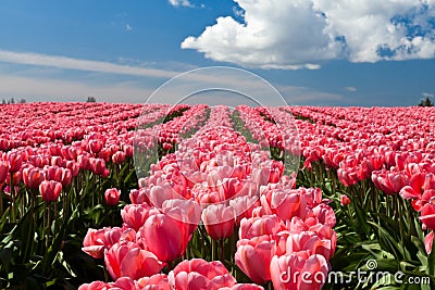 Pink tulips blooming in a field in Mount Vernon, Washington Stock Photo