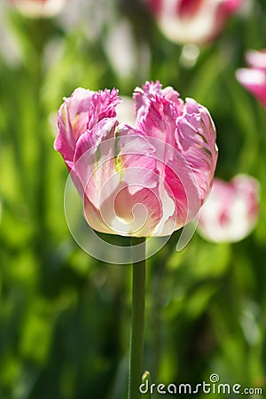 Pink tulips blooms Stock Photo