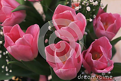 Pink tulips in a bouquet for your favorite. Stock Photo