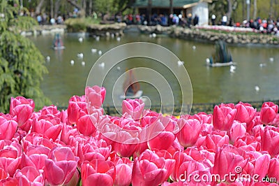 Pink tulips closeup, lake in background Stock Photo
